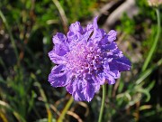 43 Bel fiore di Scabiosa